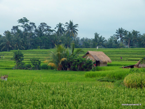 RIZIERE A UBUD